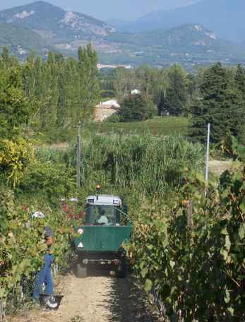 vendanges-tracteur